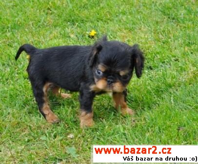 King Charles spaniel s PP
