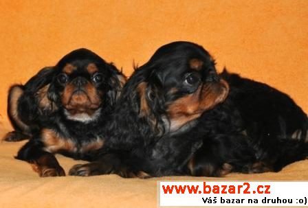 King Charles spaniel s PP