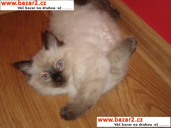 Koťátka Ragdoll 