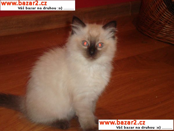 Koťátka Ragdoll 