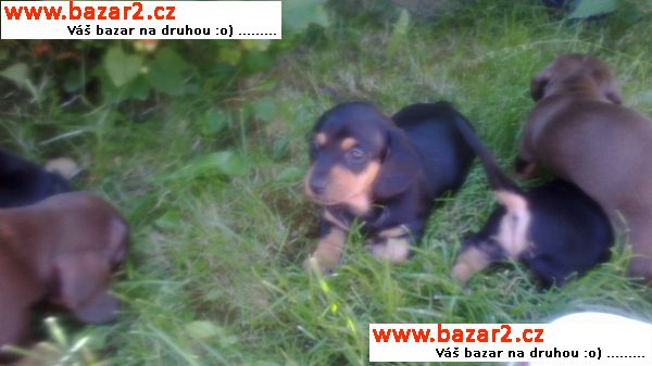 prodám štěnátka trpasličího jezevčíka krátkosrstého