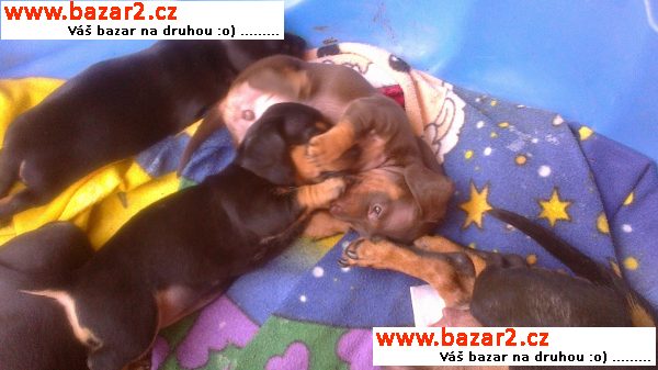 prodám štěnátka trpasličího jezevčíka krátkosrstého