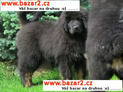 Tibetská doga