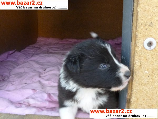 borderkolie