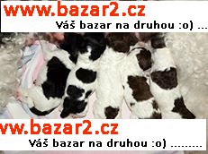 Pudl královský 