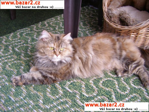 Kočičí holčičky