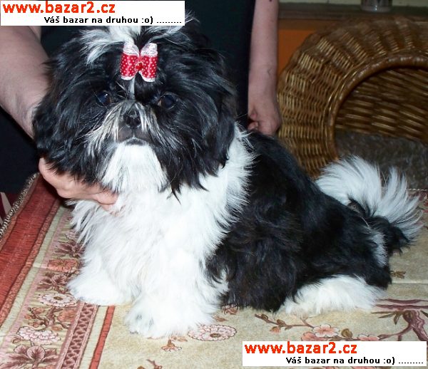 Fenka Shih-tzu 4 měsíční černobílá