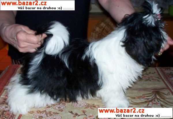 Fenka Shih-tzu 4 měsíční černobílá
