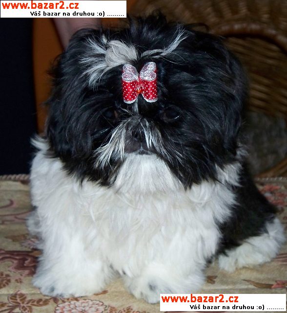 Fenka Shih-tzu 4 měsíční černobílá