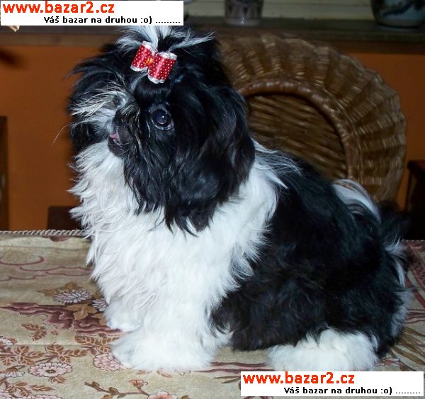 Fenka Shih-tzu 4 měsíční černobílá