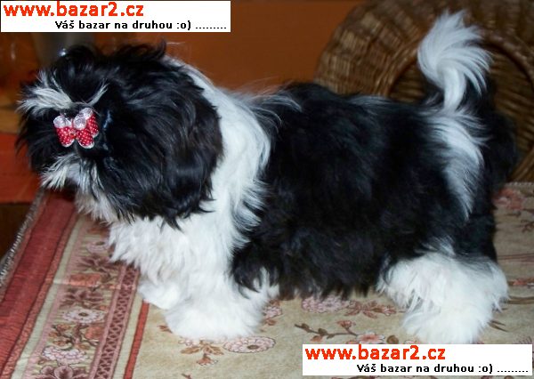 Fenka Shih-tzu 4 měsíční černobílá