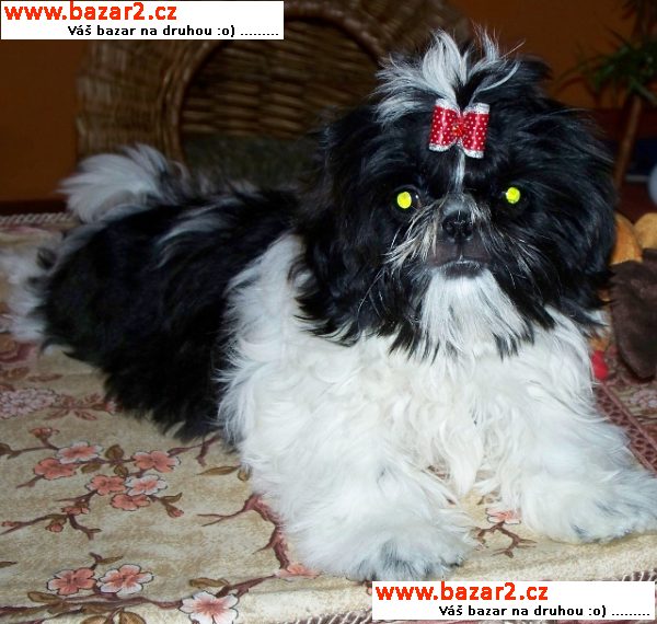 Fenka Shih-tzu 4 měsíční černobílá