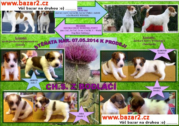 Jack Russell teriér štěňata s výborným PP k prodeji