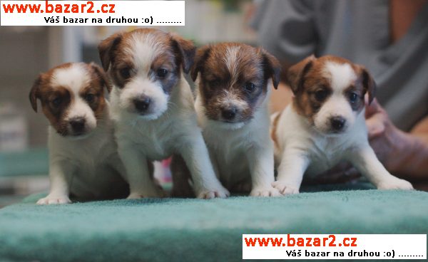Jack Russell teriér štěňata s výborným PP k prodeji