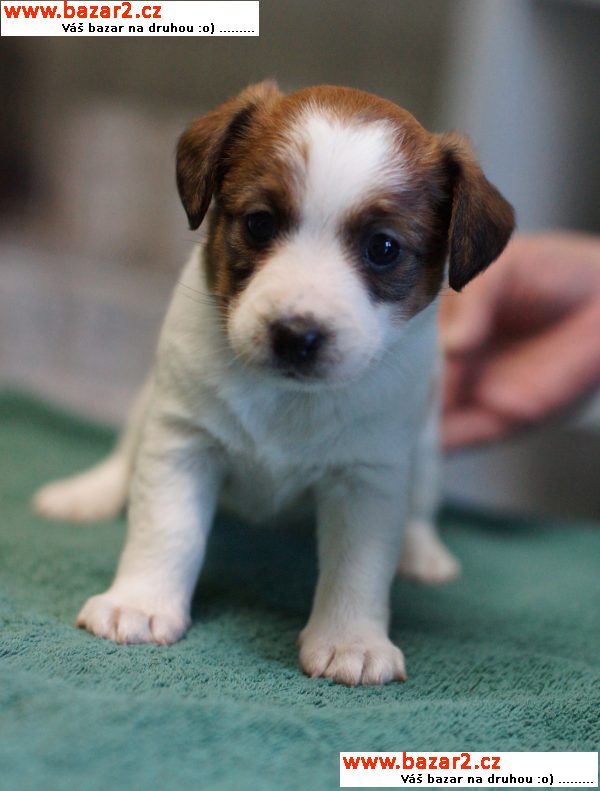 Jack Russell teriér štěňata s výborným PP k prodeji