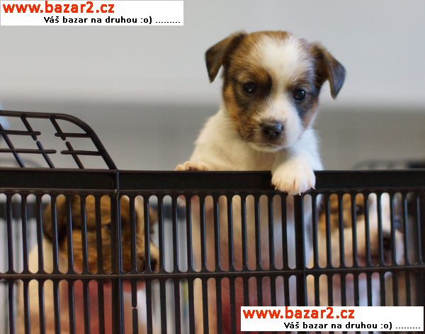 Jack Russell teriér štěňata s výborným PP k prodeji