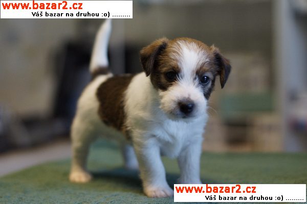 Jack Russell teriér štěňata s výborným PP k prodeji