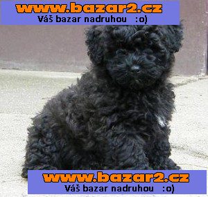 Puli bez pp plemeno s dredy