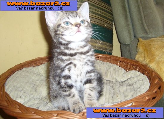 Brit.koťata