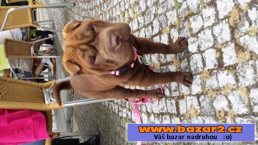 Prodám štěňátko SharPei