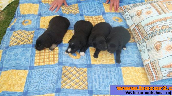 Kříženci labradora