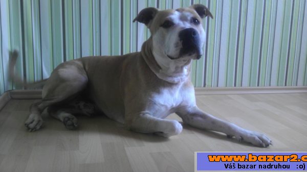 Pitbull hledá nevěstu :-)
