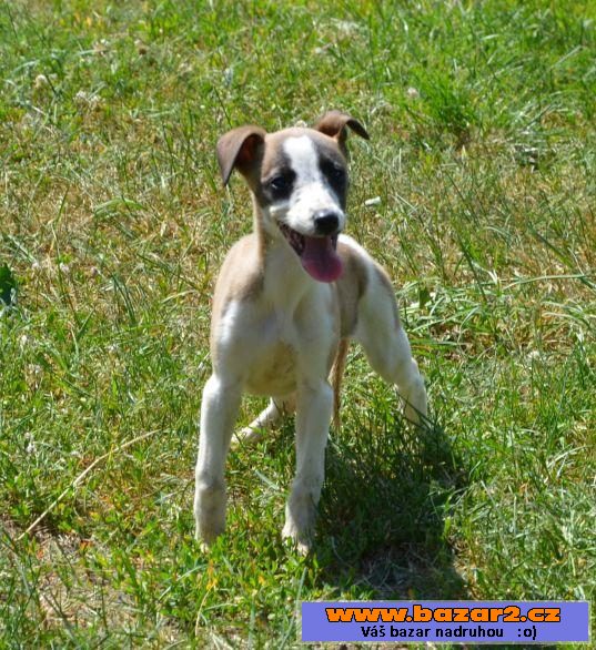 Vipet, whippet