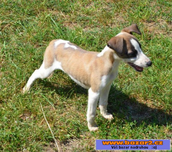 Vipet, whippet