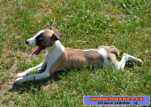 Vipet, whippet