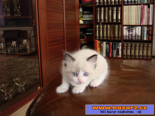 Koťata Ragdoll