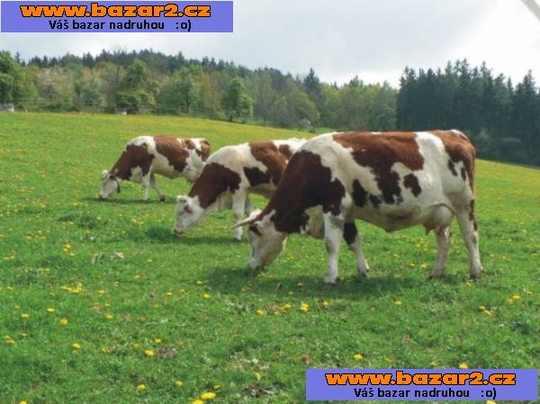 Šváchův dvůr - příroda - relax - biofarma