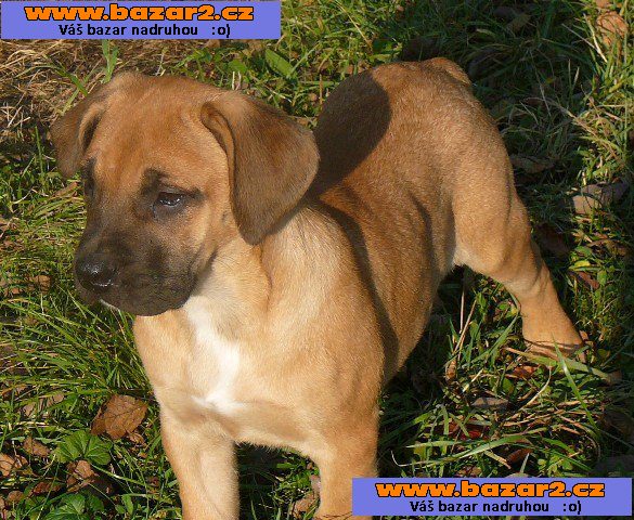 Kanárská doga - Perro de presa canario