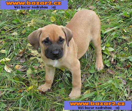 Kanárská doga - Perro de presa canario