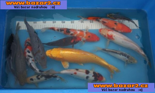 KOI kapři