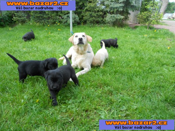 Cukr sladký labrador štěně