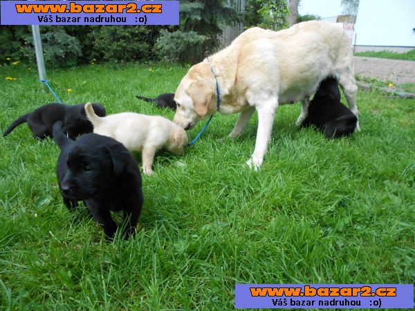 Cukr sladký labrador štěně