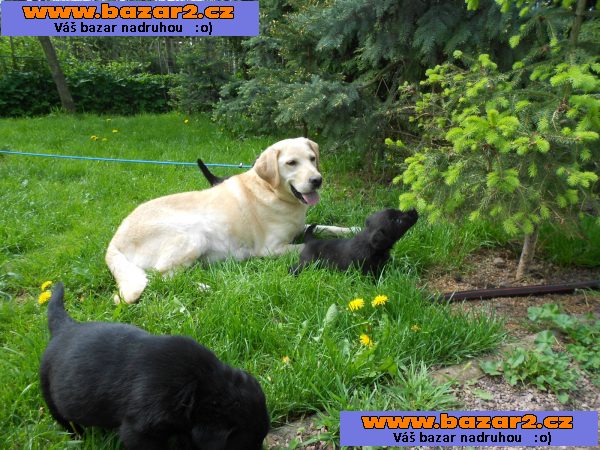 Cukr sladký labrador štěně