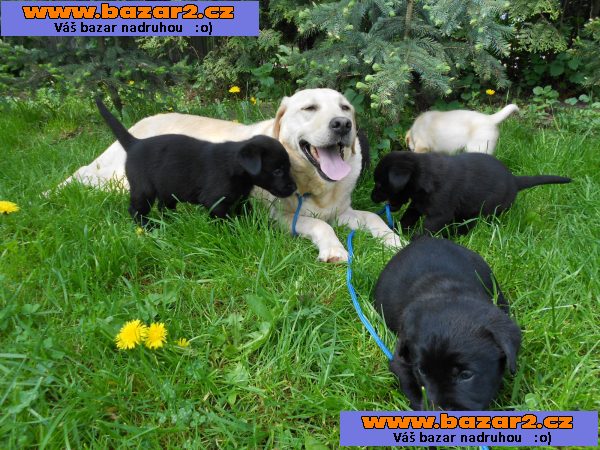Cukr sladký labrador štěně