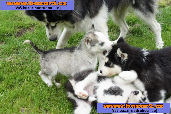 Špičková kvalita Sibiřský husky štěňata