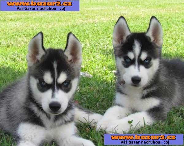 Špičková kvalita Sibiřský husky štěňata