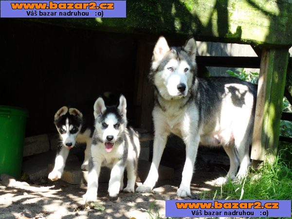 Špičková kvalita Sibiřský husky štěňata
