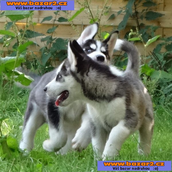 Špičková kvalita Sibiřský husky štěňata