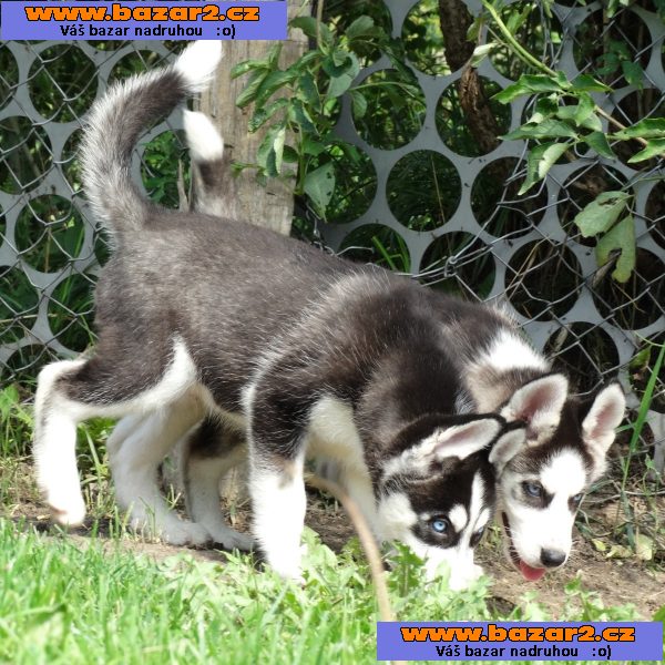 Špičková kvalita Sibiřský husky štěňata