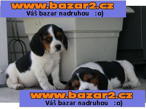 Roztomilý Bígl štěňata