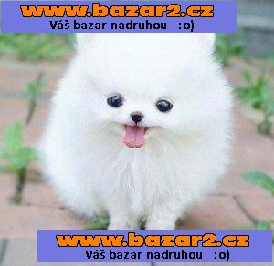 2 Pomeranian štěňata pro přijetí