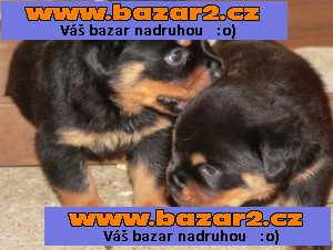 Úžasné AKC Rotvajler štěňata k dispozici