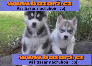 Nočník vyškoleni Purebreed Blues oči sibiřský husky štěňat