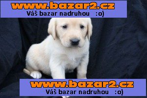 Štěňata Labradorský retrívr na připravené nové domovy