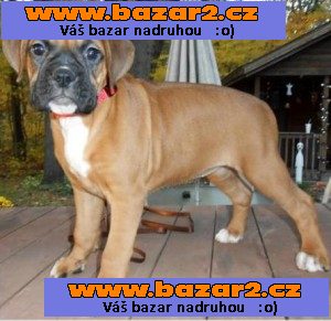 ~ * ~ BOXER štěňata * ^ * staré módy typ * ^ * krátké čenichy * ^ *