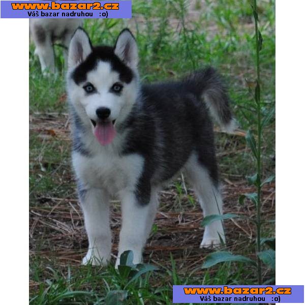 Nádherná sibiřský Husky štěňata.